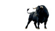 Black bull with horns isolated on a white background, illustrated in a simple, cartoon style
