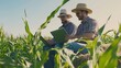 © The Little Hut - Two smart farmers using laptop to examining quantity and quality crop of corn vegetables while working and planning system control with technology at agricultural field : Generative AI