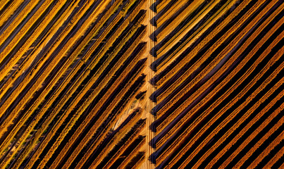 Aerial view of a field with rows of plants.