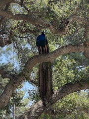 A beautiful peacock is perched on a tree branch