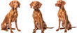 © Radithya - Collection of three dogs playful Vizslas set isolated on white background
