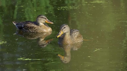 video series of mallard duck families on a lush canadian lake in summer. captures swimming, feeding,