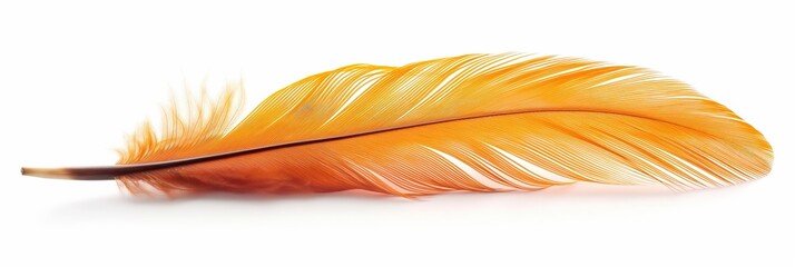 Sticker - Beautiful orange feather isolated on white background