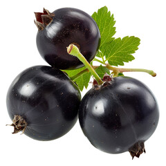 Wall Mural - Blackcurrant clip art