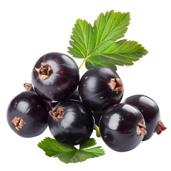 Wall Mural - Blackcurrant clip art