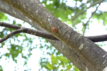 Sticker - A summer tradition 'Cicada shells'. Cicadas grow by repeatedly molting, and finally emerge from their cocoons, leaving behind their empty shells on trees or other surfaces.
