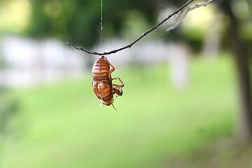 Poster - A summer tradition 'Cicada shells'. Cicadas grow by repeatedly molting, and finally emerge from their cocoons, leaving behind their empty shells on trees or other surfaces.
