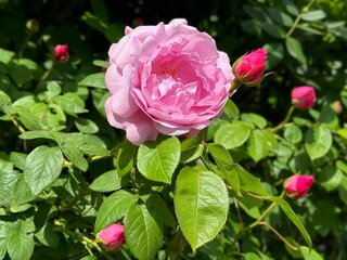 Wall Mural - First rose flower and rose buds in the garden 