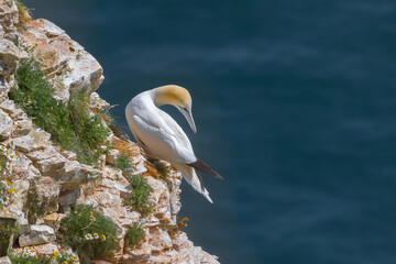 Aufkleber - A northern gannet is perched on the rocks near the cliff top with the sea in the background
