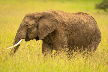 Wall Mural - African bush elephant stands feeding in grass