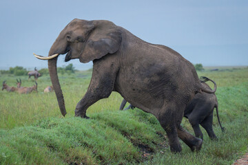 Wall Mural - African bush elephants climbing bank in savannah