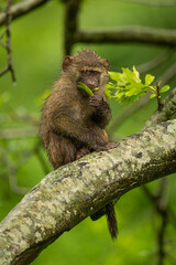 Wall Mural - Baby olive baboon eating leaves in tree