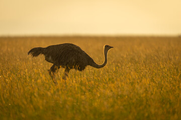 Wall Mural - Backlit female common ostrich walks through grass