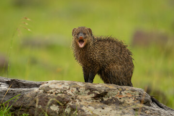 Wall Mural - Banded mongoose opens mouth on lichen-covered rock