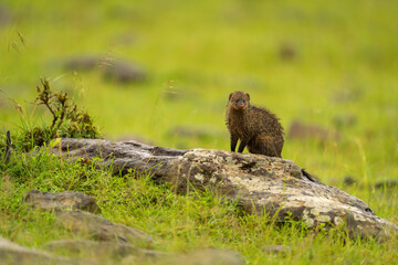 Wall Mural - Banded mongoose watching camera from lichen-covered rock