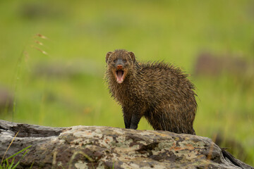 Wall Mural - Banded mongoose yawns watching camera on rock