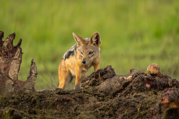 Wall Mural - Black-backed jackal climbs over dead hippo carcase