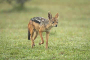 Wall Mural - Black-backed jackal approaches camera in dewy grass