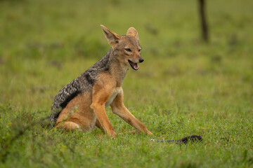 Wall Mural - Black-backed jackal sits on grass opening mouth