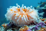 Close-up of a white and orange sea anemone with tentacles