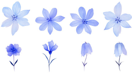 A collection of beautiful blue flowers, showcasing different shapes and styles, perfect for nature-themed designs.