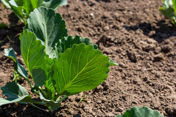 Wall Mural - young cabbage sprout on the vegetable bed