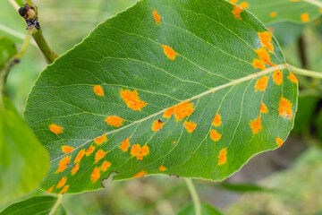 Pear leaves with pear rust infestation