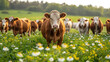 © tl6781 - cows grazing in a lush meadow filled with wildflowers under soft, golden sunlight. The cows are standing calmly in a line, with the focus on the closest cow in the center