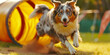 © Purple_Lamp - Excited Australian Shepherd Dog Running Through Agility Tunnel in Sunny Park