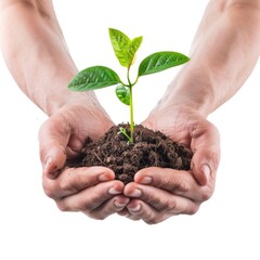 Hands holding young green plant isolated, young sprout in earth pile closeup, ecology, environmental protection