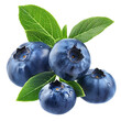 © Diana - Blueberries fruits with leaves branch clip art