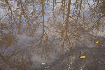 Autumn puddle reflection. Beautiful autumn natural background for the design. The concept of sadness, fading, changing seasons. A puddle after the rain in the park with fallen leaves, tree trunks