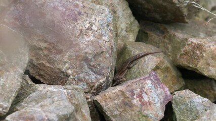 Poster - a small lizard in the sun on rocks 4k 25fps video