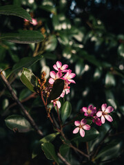 Sticker - Pink flowers in the garden