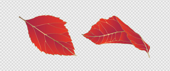 Wall Mural - Red luxury leaves with a golden outline isolated on a transparent background. Vector botanical illustration