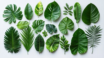 Poster - A variety of green leaves are displayed in an artistic arrangement, showcasing different shapes and textures against a light background