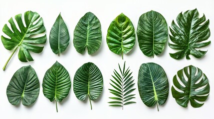 Aufkleber - Multiple tropical leaves of different shapes and sizes arranged neatly on a white background, enhancing their vibrant green hues