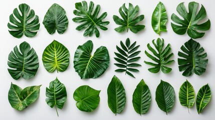 Aufkleber - A variety of green leaves featuring different shapes and textures are arranged on a white surface, illuminated by natural light
