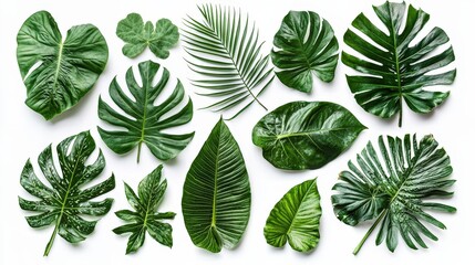 Aufkleber - Different types of lush green tropical leaves are displayed creatively, highlighting their distinct shapes and textures on a white surface