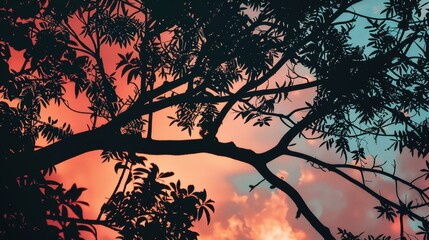 Wall Mural - A silhouette of tree branches, with leaves, is set against a backdrop of a vibrant sunset sky. The sky is a blend of pink, orange, and blue, creating a striking contrast with the dark silhouette of th