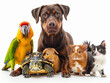 © pavlofox - A colorful parrot, dog, turtle, guinea pig, and cat together in a bright studio setting