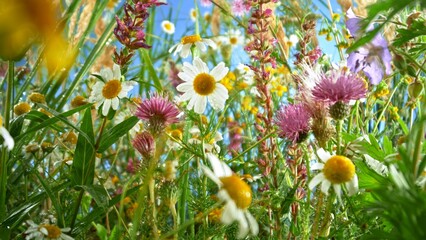 Wall Mural - Macro shot of meadow flowers in bloom with blue sky