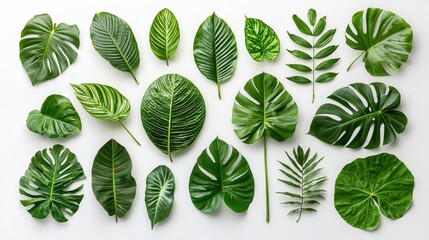 Aufkleber - A variety of green leaves displaying unique shapes and textures spread across a white surface, illuminated beautifully by natural light