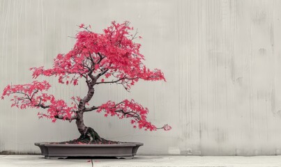 Wall Mural - A Bonsai featuring the delicate foliage, highlighted on a plain background