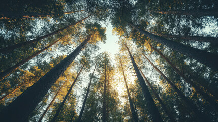 Wall Mural - A forest with trees reaching up to the sky