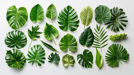 Aufkleber - Different types of green leaves are arranged on a white surface, highlighting their diverse shapes and textures under soft lighting