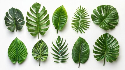 Aufkleber - Various tropical leaves of different shapes and sizes arranged neatly on a white background, highlighting their vibrant green hues