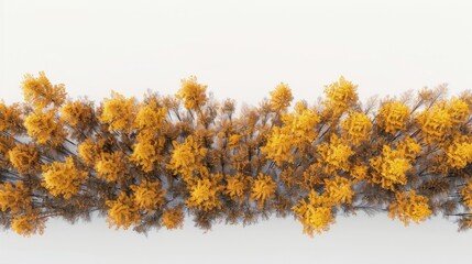 Wall Mural - Aerial view autumn forest