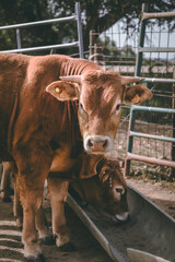 cow in the farm