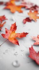 Wall Mural - Maple leaves on white background, autumn background 